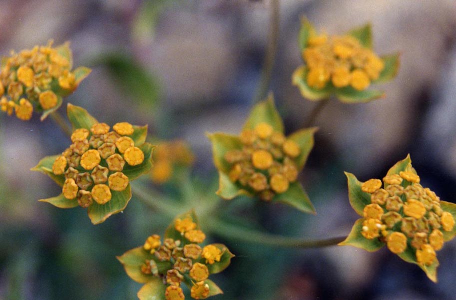 Bupleurum ranunculoides photo